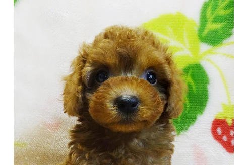 成約済の千葉県のティーカッププードル-97324の2枚目