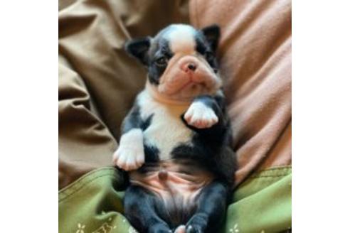 子犬