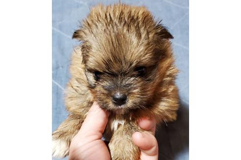 成約済の鹿児島県のミックス犬-95977の3枚目