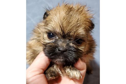 成約済の鹿児島県のミックス犬-95979の3枚目