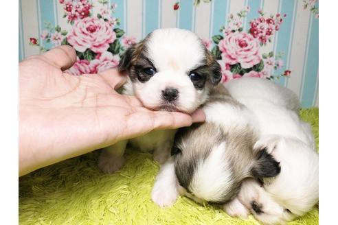 成約済の秋田県のミックス犬-96990の8枚目