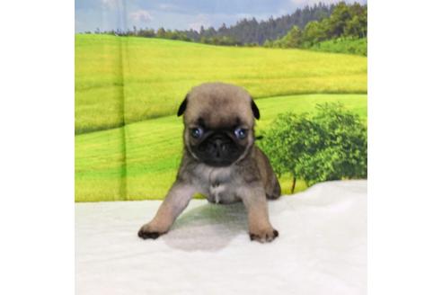 成約済の茨城県のパグ-96772の1枚目