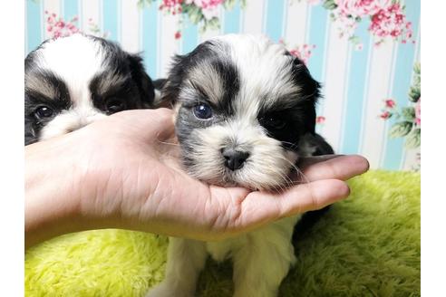成約済の秋田県のマルシーズー:マルチーズ×シーズー-96989の6枚目