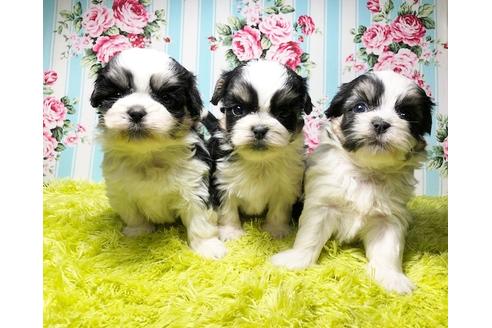 成約済の秋田県のマルシーズー:マルチーズ×シーズー-96989の5枚目