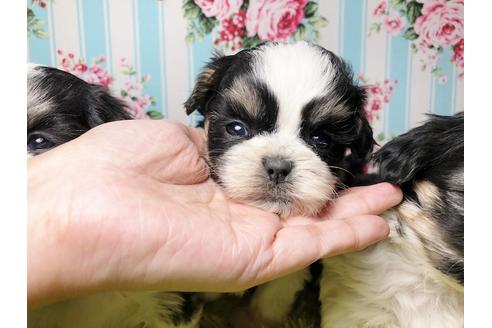 成約済の秋田県のマルシーズー:マルチーズ×シーズー-96987の1枚目