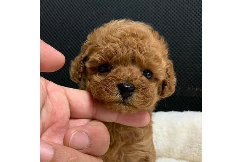 子犬