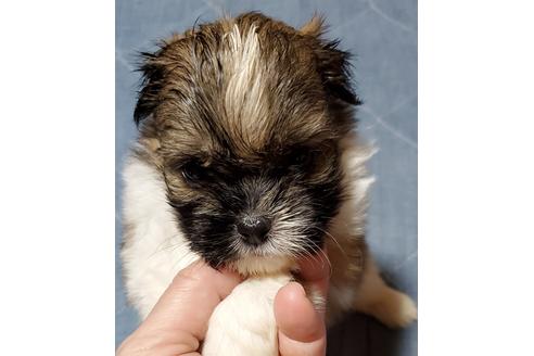 成約済の鹿児島県のミックス犬-95976の3枚目