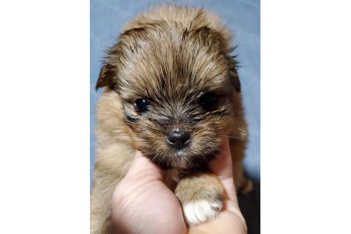 成約済の鹿児島県のミックス犬-95977の2枚目