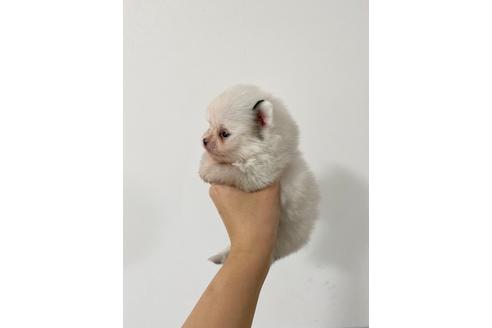 成約済の香川県のポメラニアン-97525の3枚目