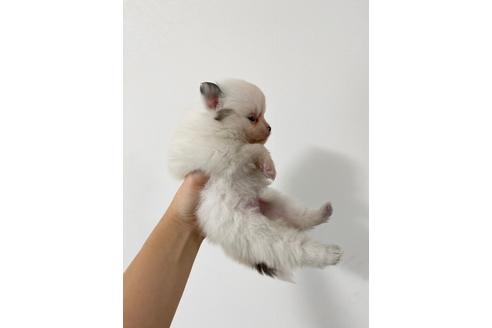 成約済の香川県のポメラニアン-97525の2枚目