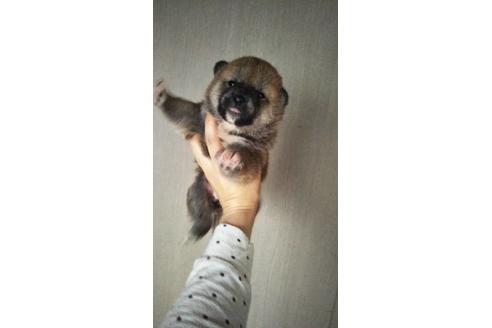 成約済の山口県の柴犬-97554