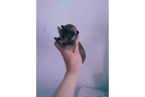 成約済の山口県の柴犬-97554の2枚目