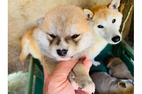 成約済の茨城県の柴犬-97575の1枚目