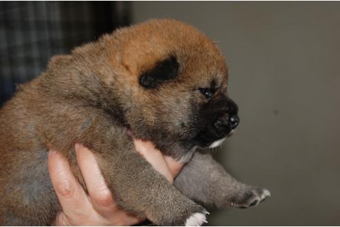 成約済の埼玉県の柴犬-97582の4枚目