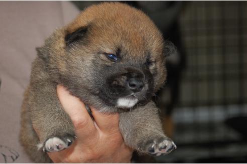 成約済の埼玉県の柴犬-97582の3枚目