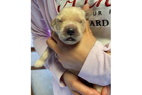 成約済の静岡県のゴールデンレトリーバー-97319