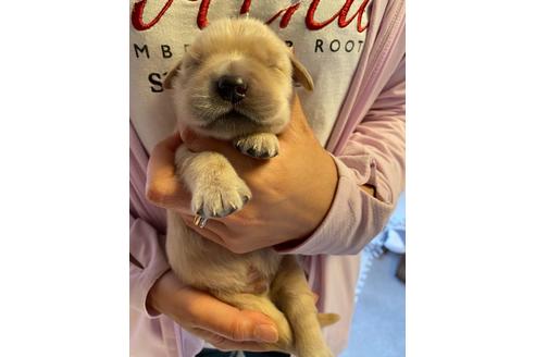 成約済の静岡県のゴールデンレトリーバー-97317の1枚目