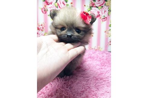 成約済の秋田県のポメチワ:ポメラニアン×チワワ-97643の1枚目