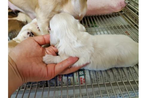 成約済の愛知県のミニチュアダックスフンド(ロングヘアード)-97664の3枚目