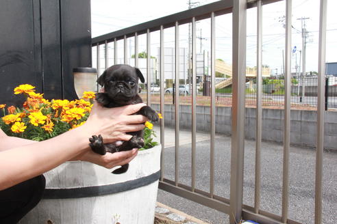 成約済の東京都のパグ-97669