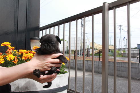 成約済の東京都のパグ-97669の7枚目