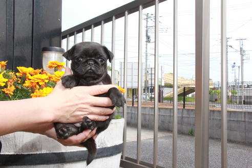 成約済の東京都のパグ-97669の6枚目