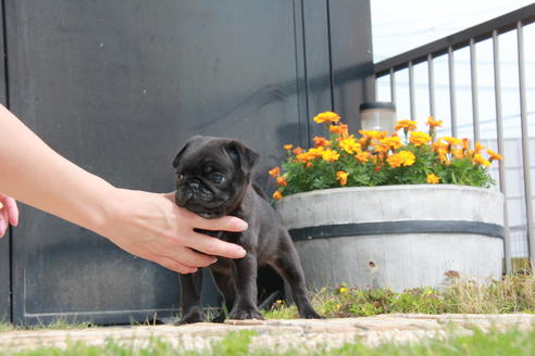 成約済の東京都のパグ-97669の5枚目