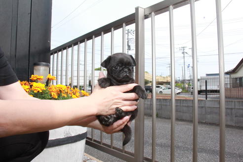 成約済の東京都のパグ-97669の4枚目