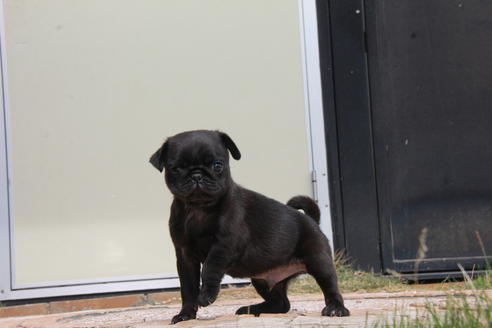 成約済の東京都のパグ-97669の3枚目