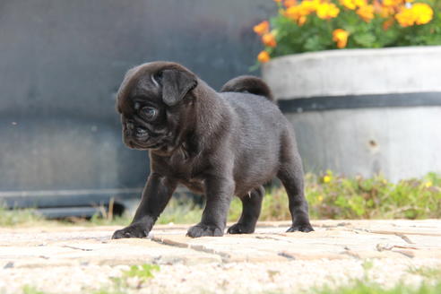 成約済の東京都のパグ-97669の2枚目
