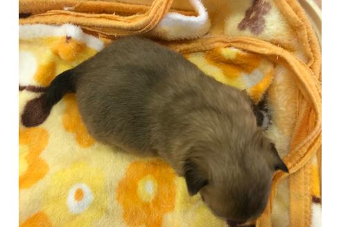 成約済の愛知県のチワワ(ロングコート)-96870の5枚目