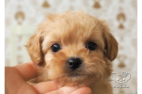成約済の愛知県のチワプー:チワワ×トイプードル-97399の1枚目