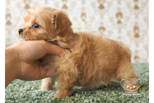 成約済の愛知県のチワプー:チワワ×トイプードル-97399の2枚目