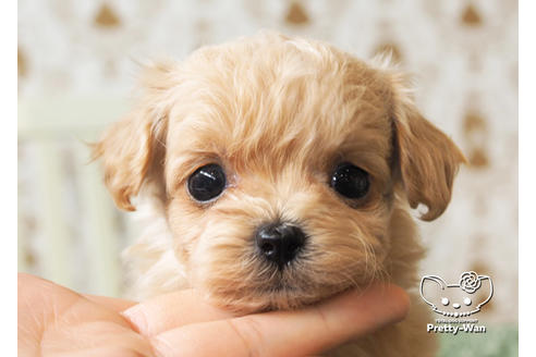 成約済の愛知県のチワプー:チワワ×トイプードル-97398