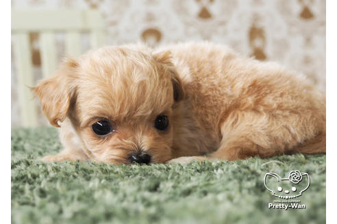 成約済の愛知県のチワプー:チワワ×トイプードル-97398の4枚目