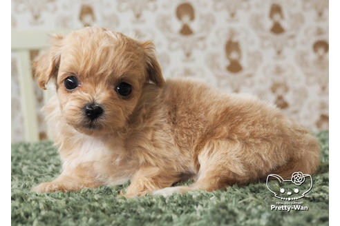 成約済の愛知県のチワプー:チワワ×トイプードル-97398の2枚目