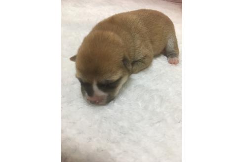 成約済の福岡県の豆柴-97690の15枚目