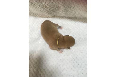 成約済の福岡県の豆柴-97690の13枚目