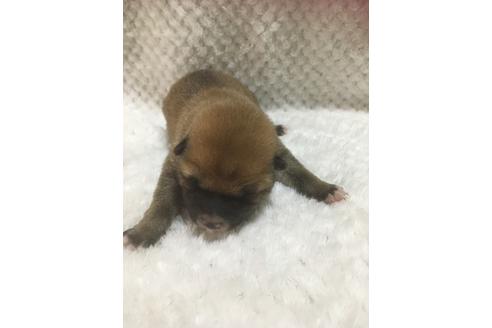 成約済の福岡県の豆柴-97694の10枚目