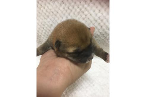 成約済の福岡県の豆柴-97694の9枚目