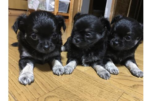 成約済の佐賀県のチワワ(ロングコート)-96981の5枚目