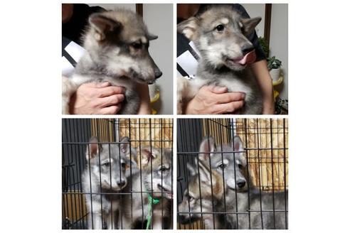 成約済の北海道のその他の犬種-91960の4枚目