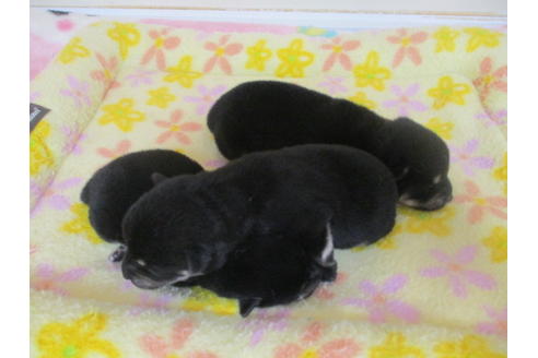 成約済の岡山県の柴犬-97773の6枚目