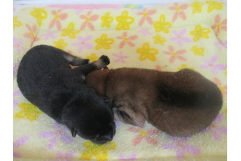 成約済の岡山県の豆柴-97777の6枚目