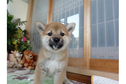 成約済の熊本県の柴犬-97788の5枚目
