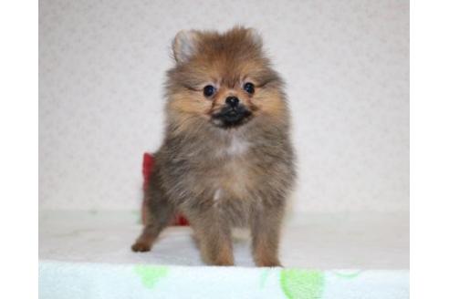 成約済の埼玉県のポメラニアン-93504の4枚目