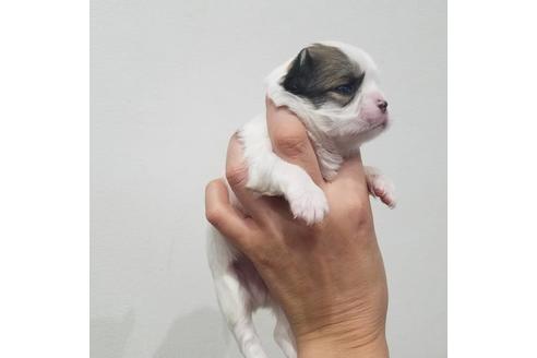 成約済の岡山県のミックス犬-97808の2枚目