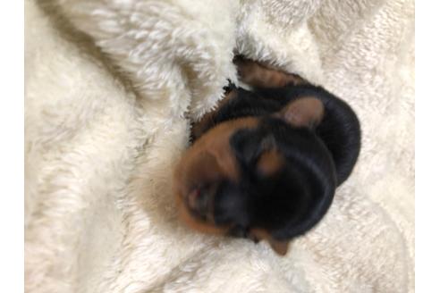 子犬