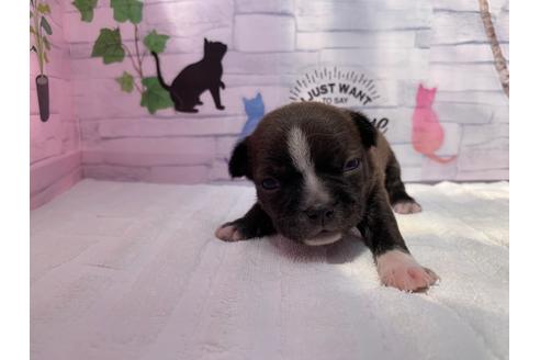 成約済の岐阜県のミックス犬-96638の6枚目