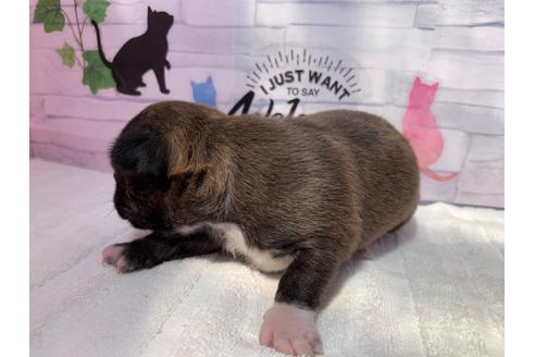 成約済の岐阜県のミックス犬-96638の4枚目